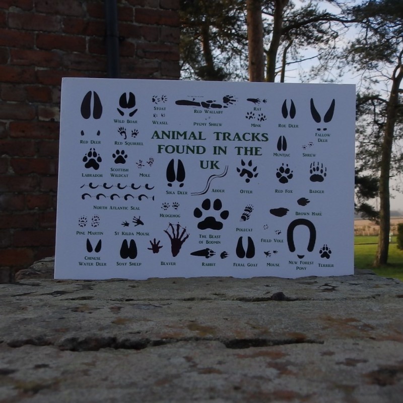 Greetings Card - Animal Tracks